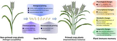 Priming seeds for the future: Plant immune memory and application in crop protection